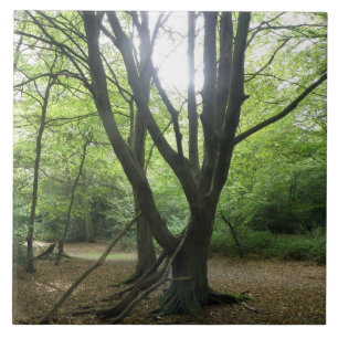 Woodland Sunshine Tile