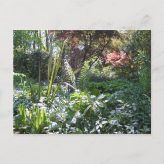 Woodland Walk Postcard