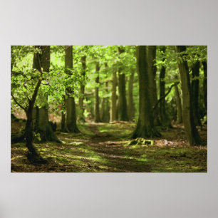 Woodland Walk Poster