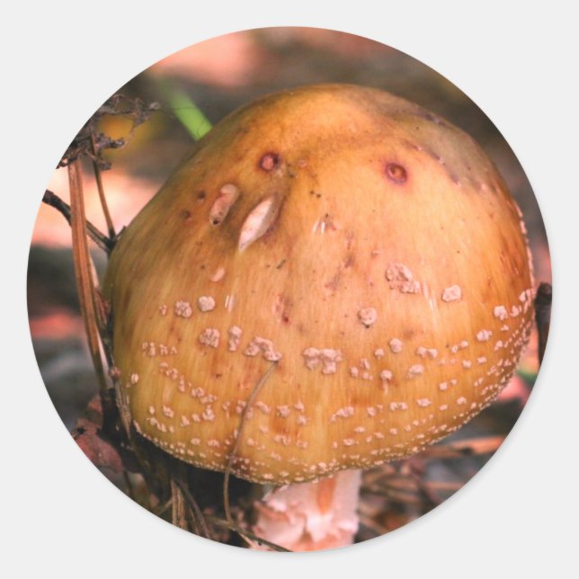 Woodland Wild Mushroom Nature  Classic Round Sticker (Front)