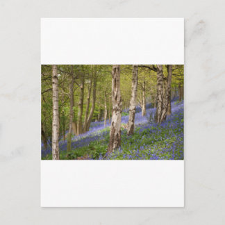 Woodlands Postcard