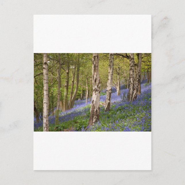 Woodlands Postcard (Front)