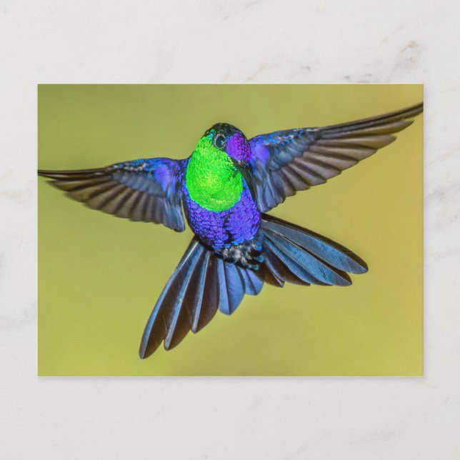 Woodnymph Hummingbird in Flight Pose Postcard (Front)