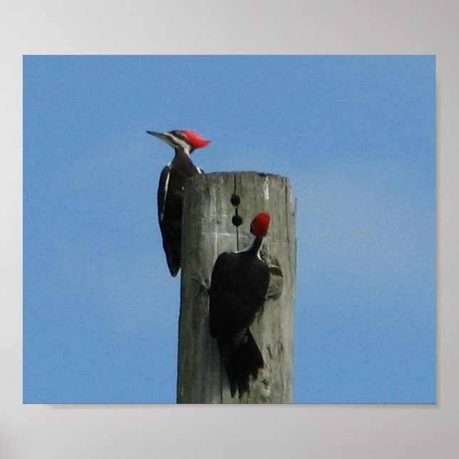 Woodpecker Birds Against Blue Sky Photo Poster (Front)