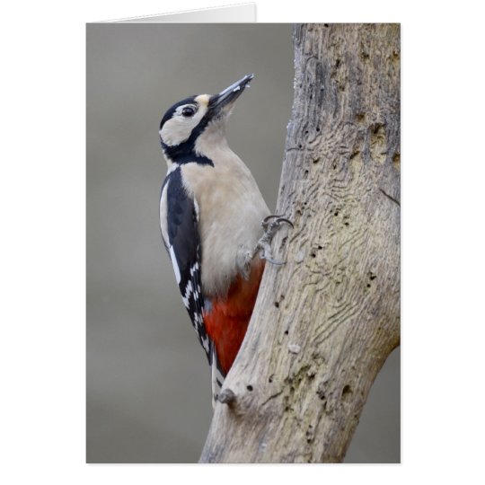 Woodpecker Card