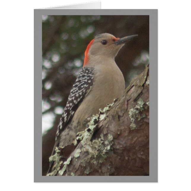 Woodpecker Card (Front)