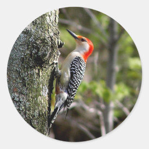 Woodpecker Classic Round Sticker