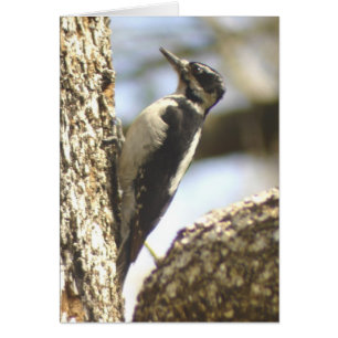 Woodpecker humour Card