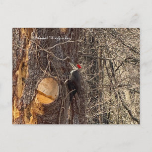 Woodpecker in Tree Postcard