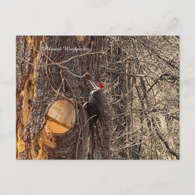 Woodpecker in Tree Postcard (Front)