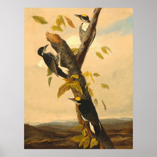Woodpecker - Joseph B. Kidd Fine Art Poster (Front)