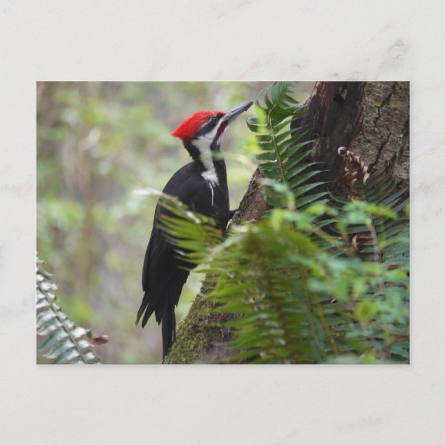 Woodpecker on tree postcard (Front)