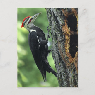Woodpecker Postcard