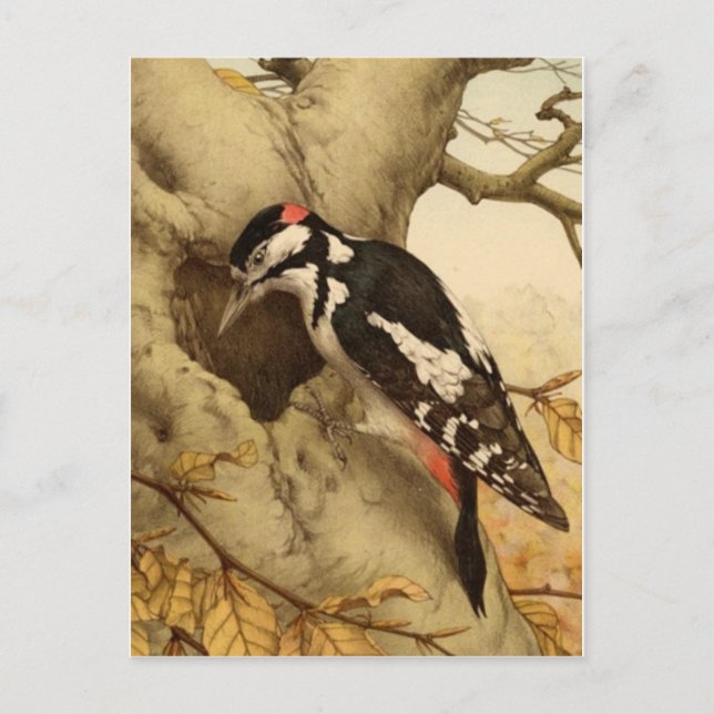 Woodpecker Postcard (Front)
