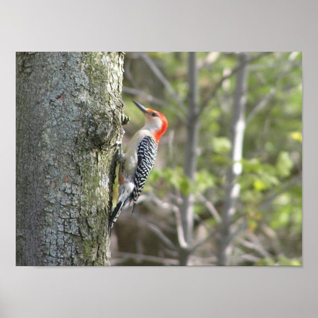 Woodpecker Poster (Front)