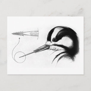 Woodpecker Tongue Anatomy Postcard
