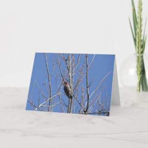 Woodpecker Up In Tree Card
