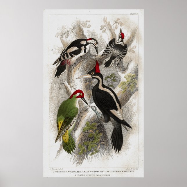 Woodpeckers Poster (Front)