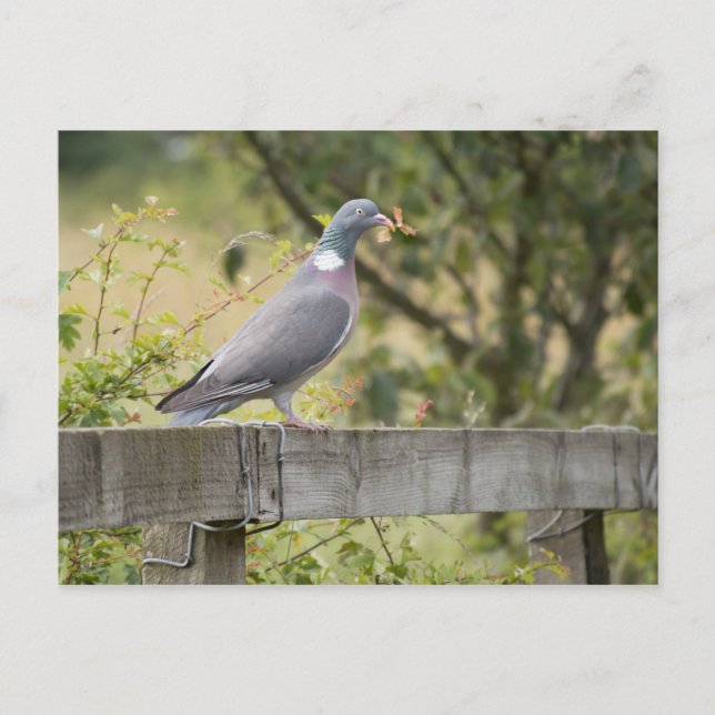 Woodpigeon Postcard (Front)