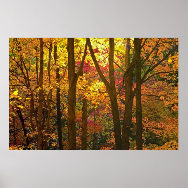 Woods In Automn - Poster (Front)
