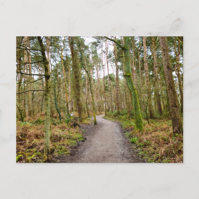 Woods  postcard (Front)