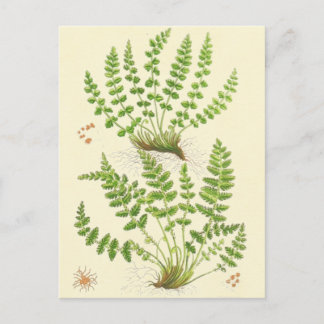 Woodsia Fern Postcard