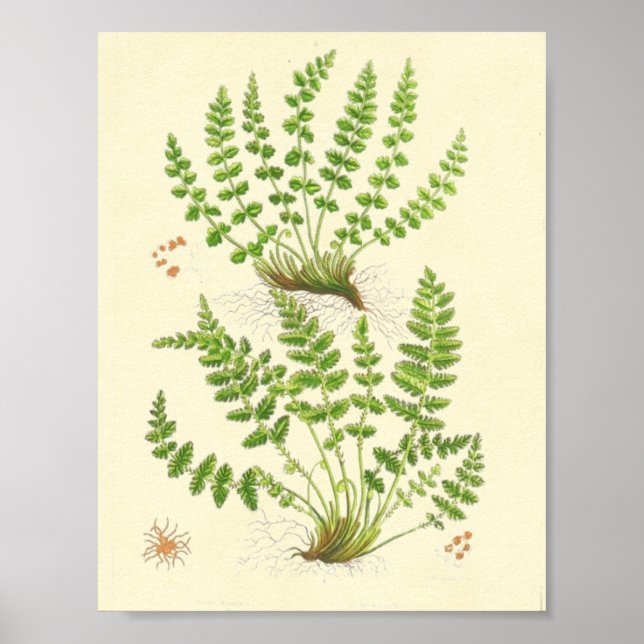 Woodsia Fern Poster (Front)