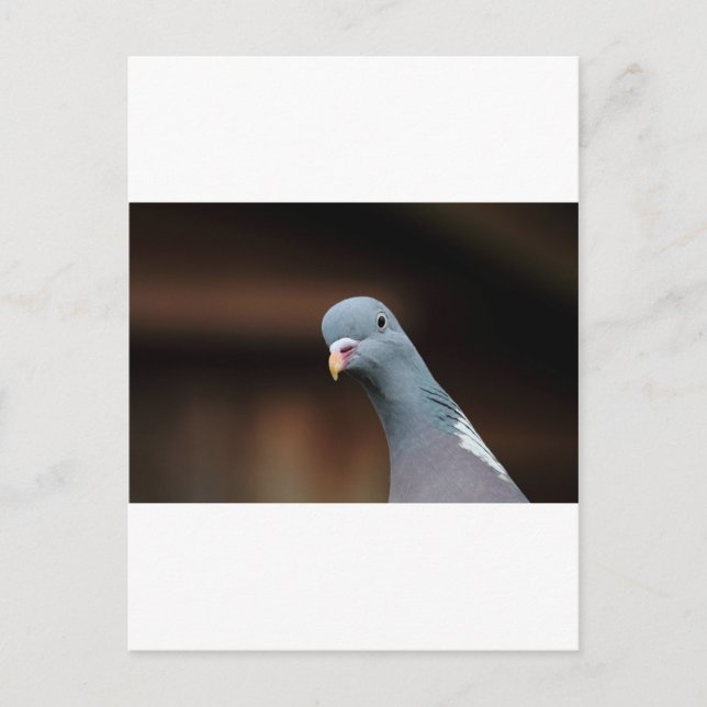 Woody wood pigeon postcard (Front)