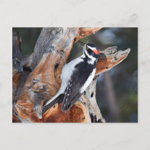 "Woody Woodpecker" in Rocky Mountain National Park Postcard