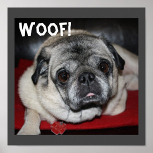 Woof, Pug Poster