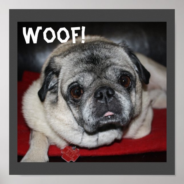 Woof, Pug Poster (Front)