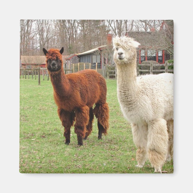 Woolly Alpacas ~ magnet (Front)