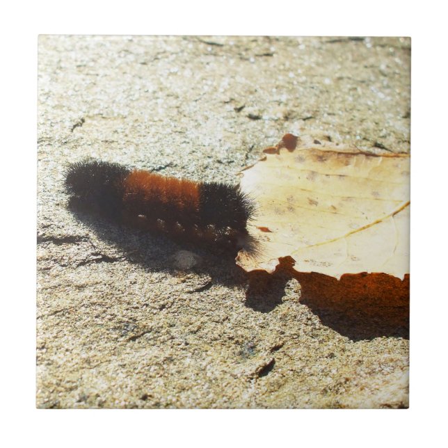Woolly Bear Caterpillar Ceramic Tile (Front)
