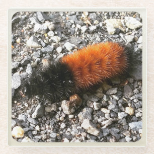 Woolly Bear Caterpillar Glass Coaster