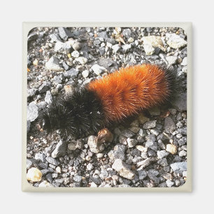 Woolly Bear Caterpillar Magnet