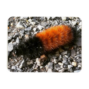 Woolly Bear Caterpillar Magnet