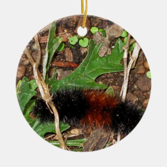 Woolly Bear Caterpillar - photograph Ceramic Tree Decoration (Front)