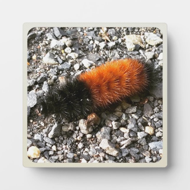 Woolly Bear Caterpillar Plaque (Front)