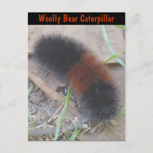 Woolly Bear Caterpillar Postcard