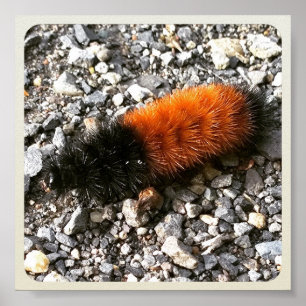 Woolly Bear Caterpillar Poster