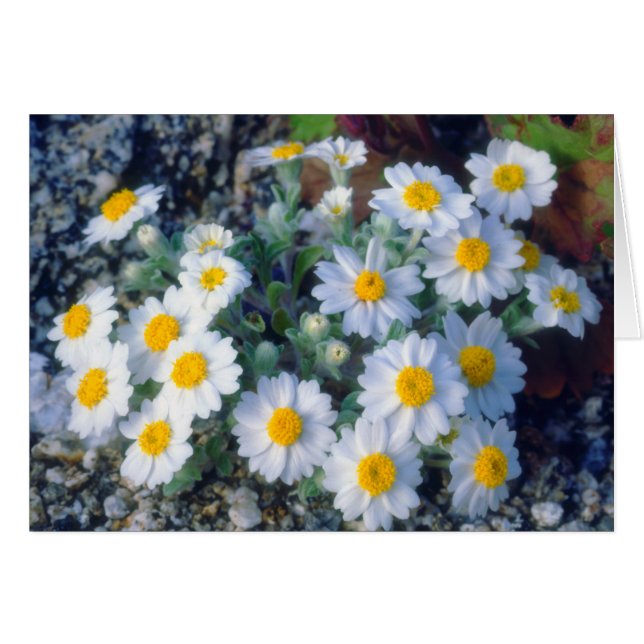 Woolly Daisy Wildflowers (Front Horizontal)