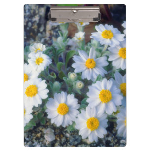 Woolly Daisy Wildflowers Clipboard