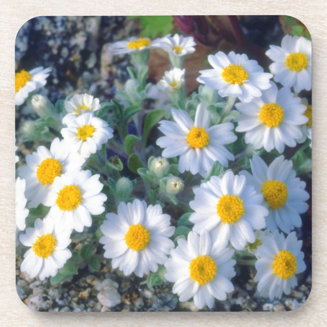 Woolly Daisy Wildflowers Coaster (Front)