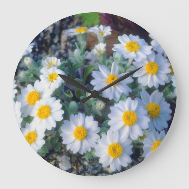 Woolly Daisy Wildflowers Large Clock (Front)