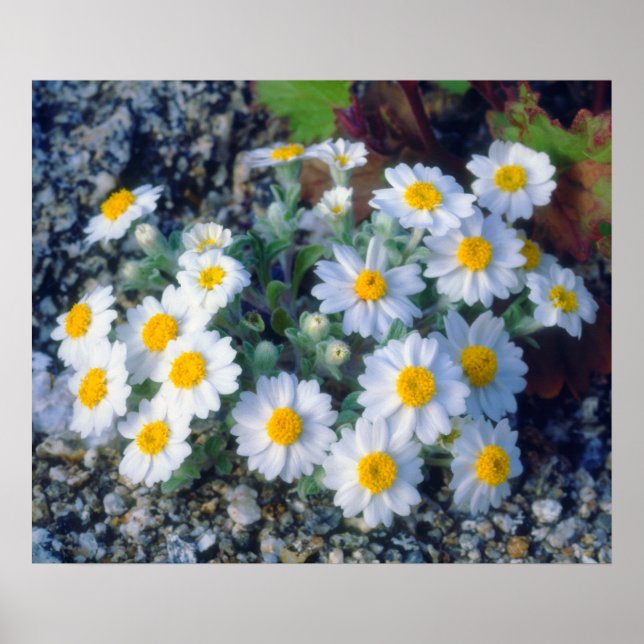Woolly Daisy Wildflowers Poster (Front)