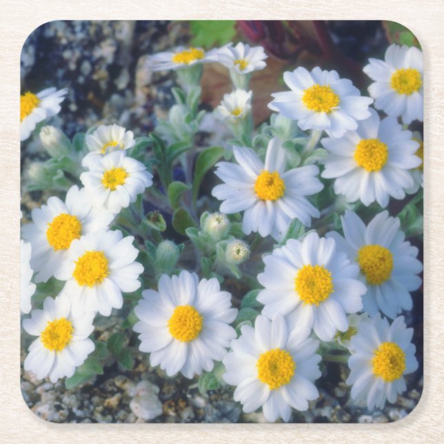 Woolly Daisy Wildflowers Square Paper Coaster (Front)