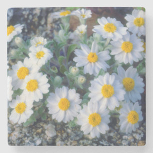 Woolly Daisy Wildflowers Stone Coaster