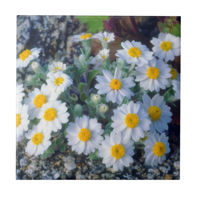 Woolly Daisy Wildflowers Tile (Front)