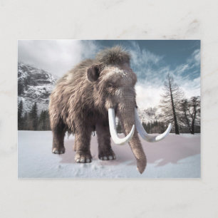 Woolly Mammoth Postcard