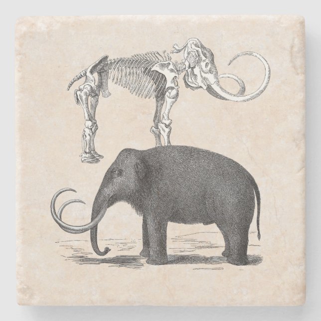 Woolly Mammoth Prehistoric Elephant and Skeleton Stone Coaster (Front)